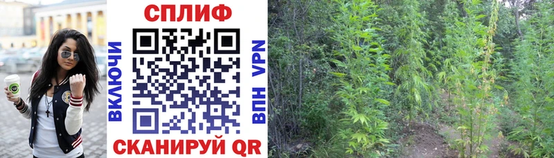 купить  сайты  Туран  маркетплейс как зайти  МАРИХУАНА Ganja 